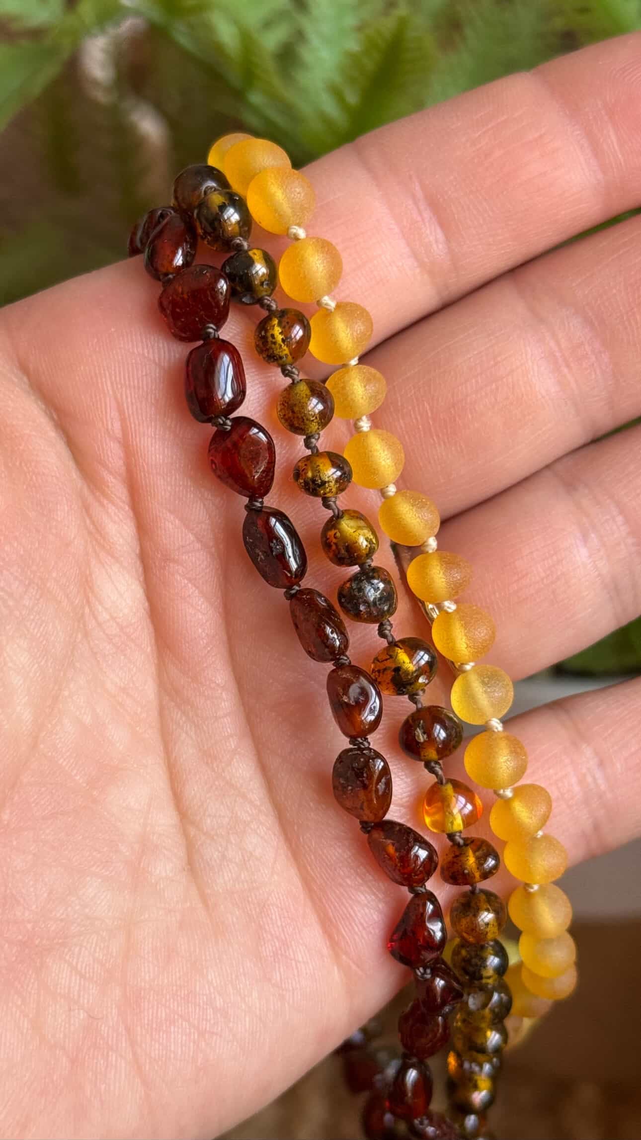 11” Olive Baltic Amber