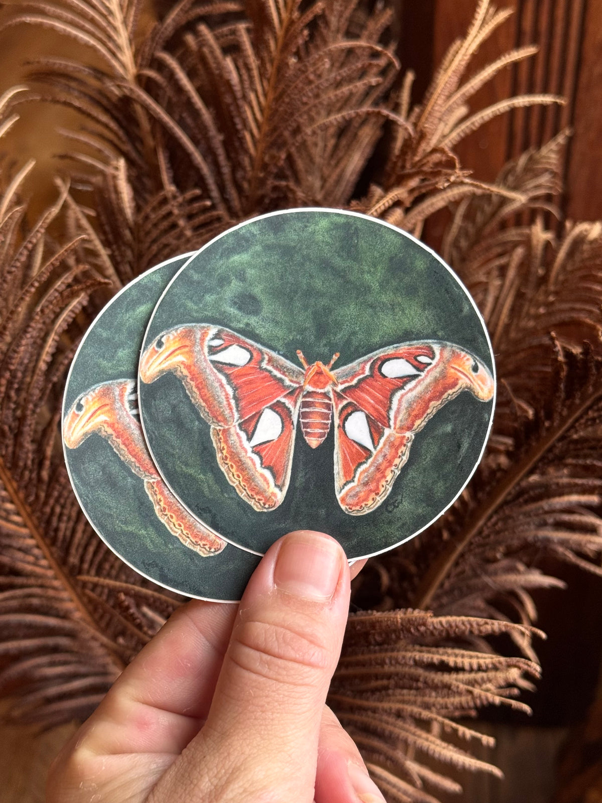 Watercolor Atlas Moth 3" Sticker